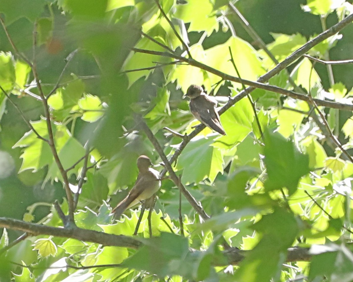 Northern Rough-winged Swallow - Susan Burkhart