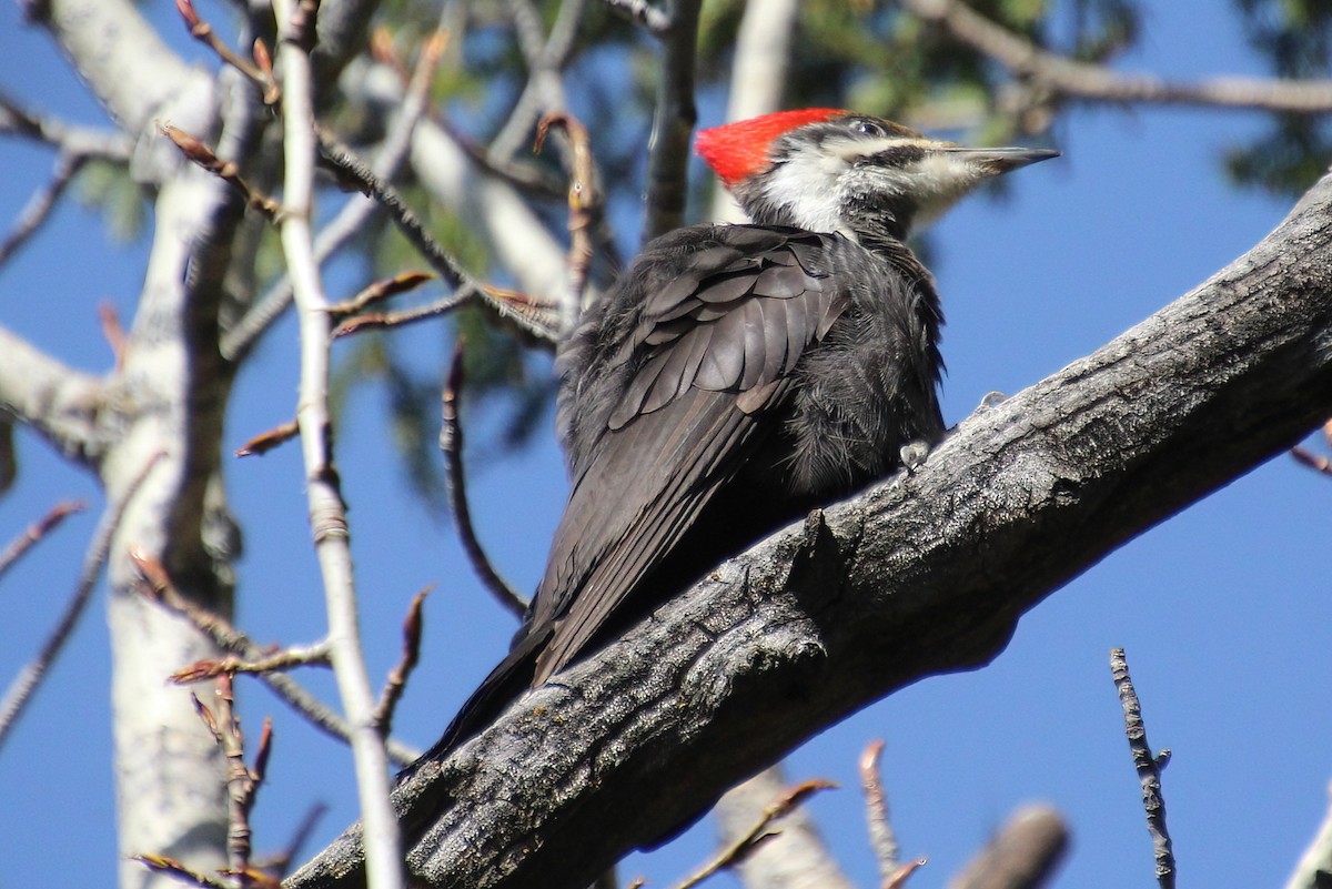 Pileated Woodpecker - ML618751446
