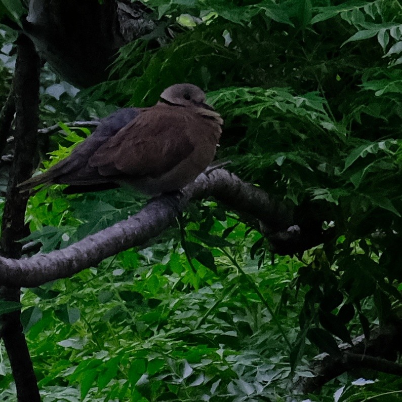 Red Collared-Dove - ML618751452