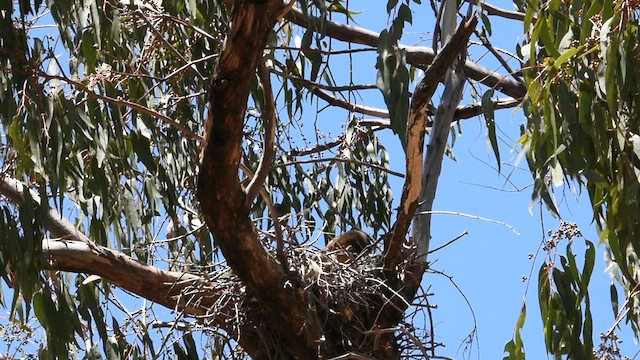 Австралийский орёл-карлик - ML618751461