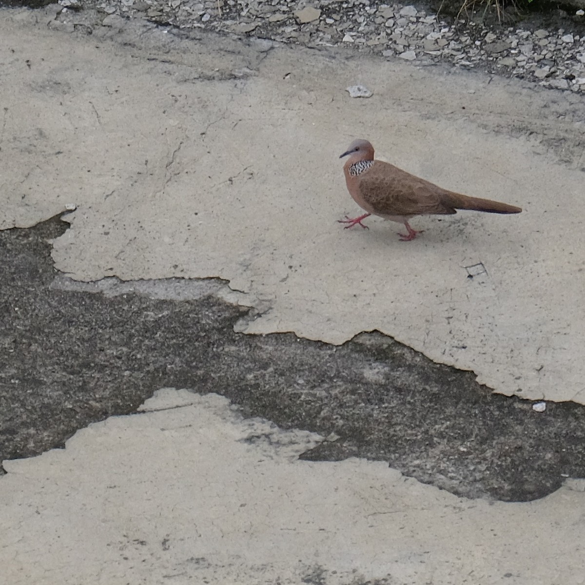 Spotted Dove - ML618751466