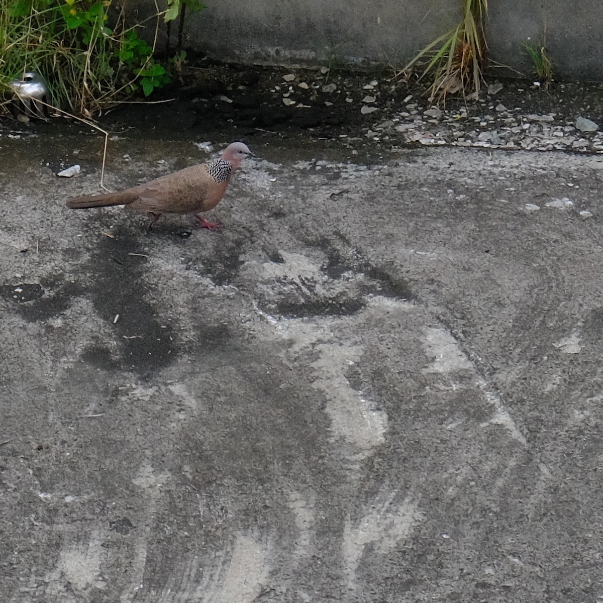 Spotted Dove - ML618751467