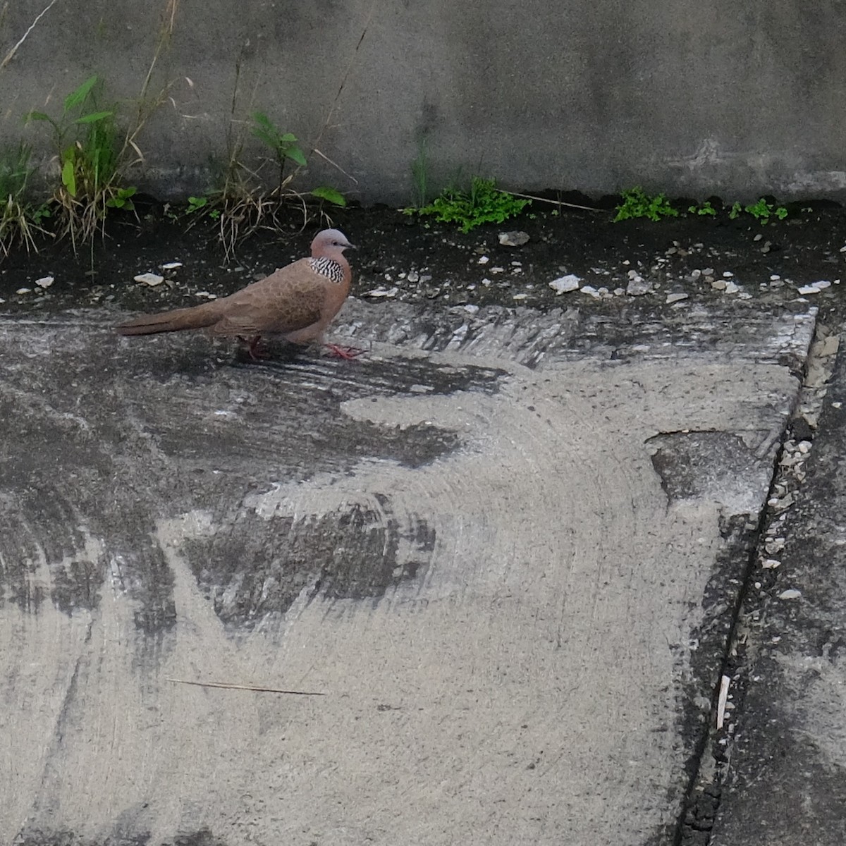 Spotted Dove - ML618751469