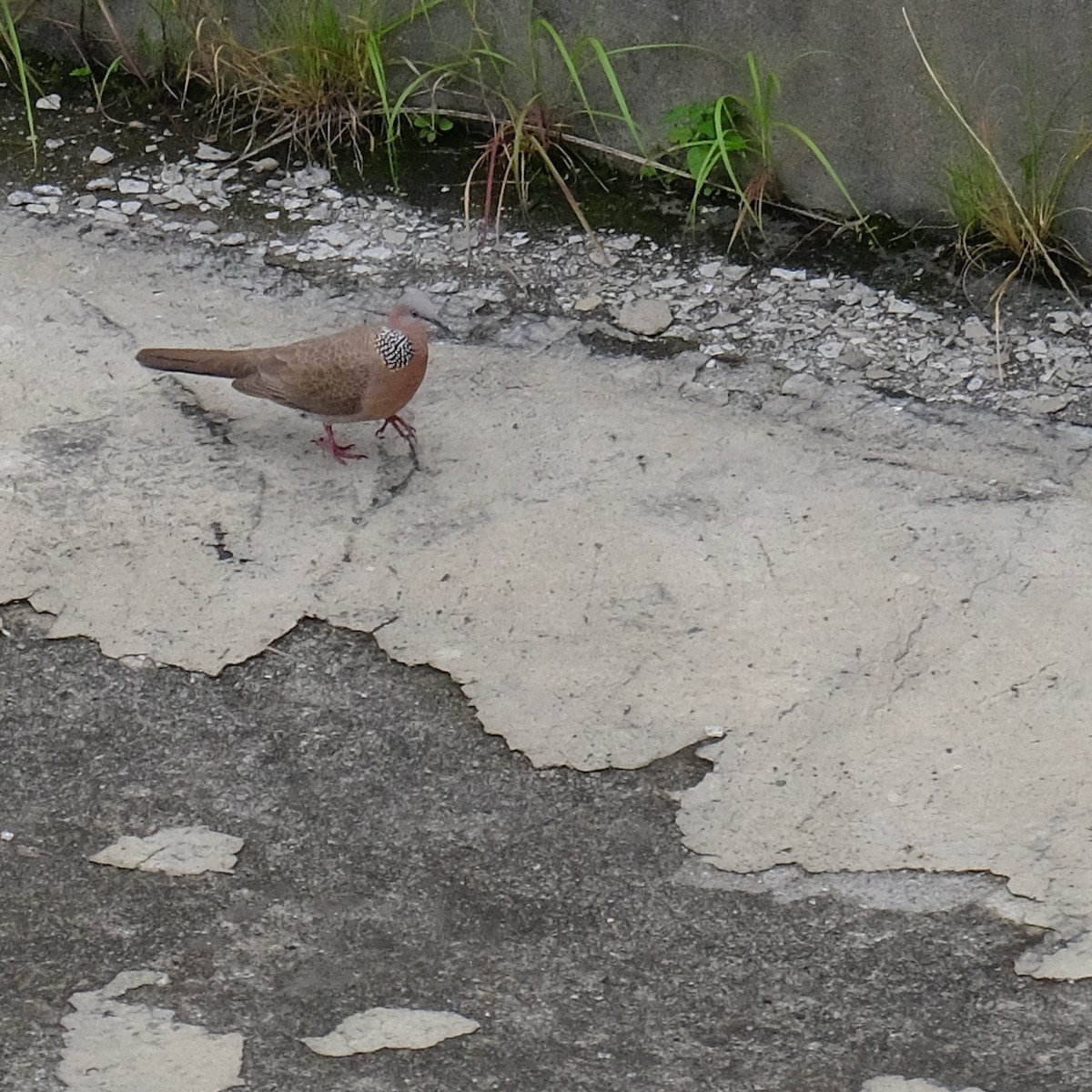 Spotted Dove - ML618751470
