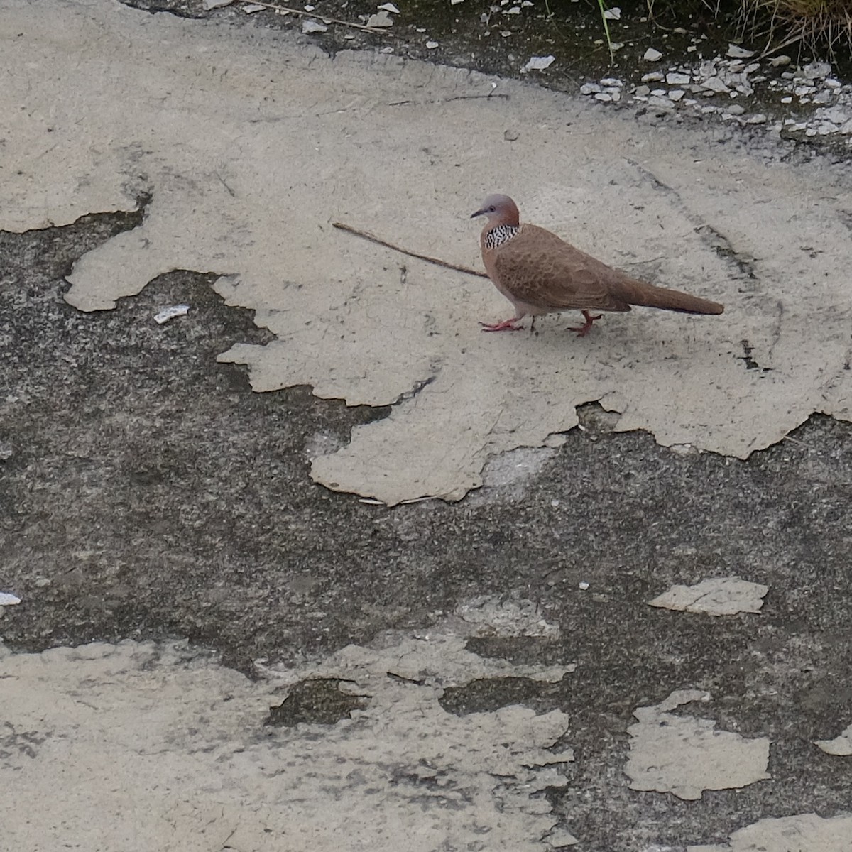 Spotted Dove - ML618751471