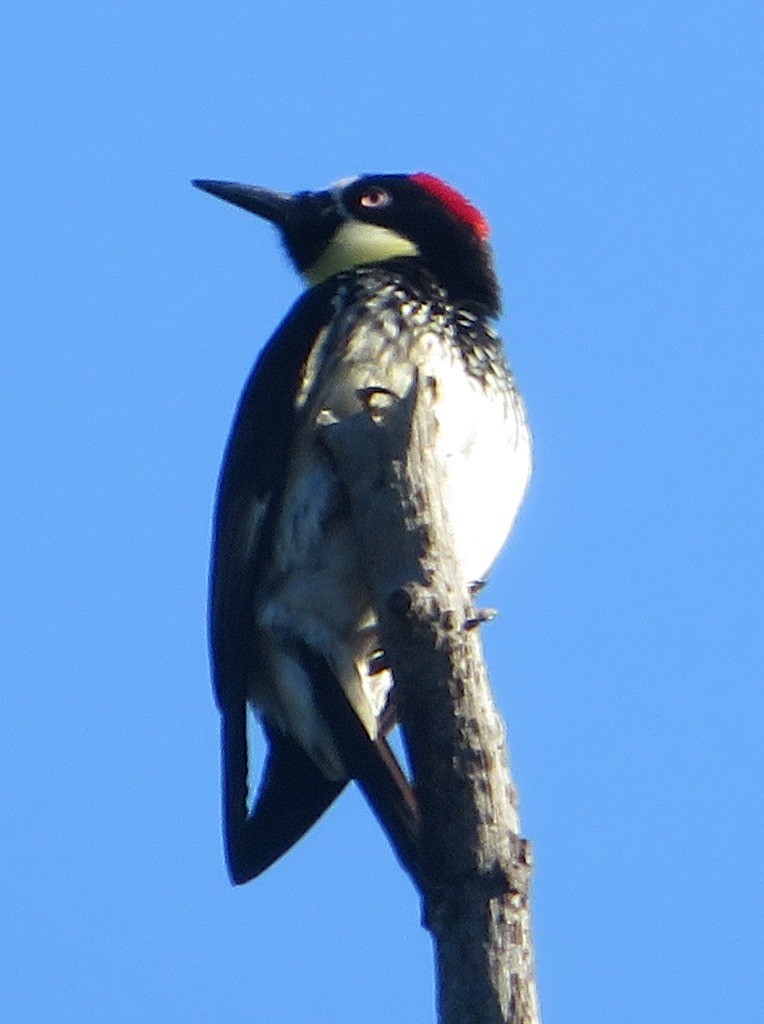 Acorn Woodpecker - ML618751504