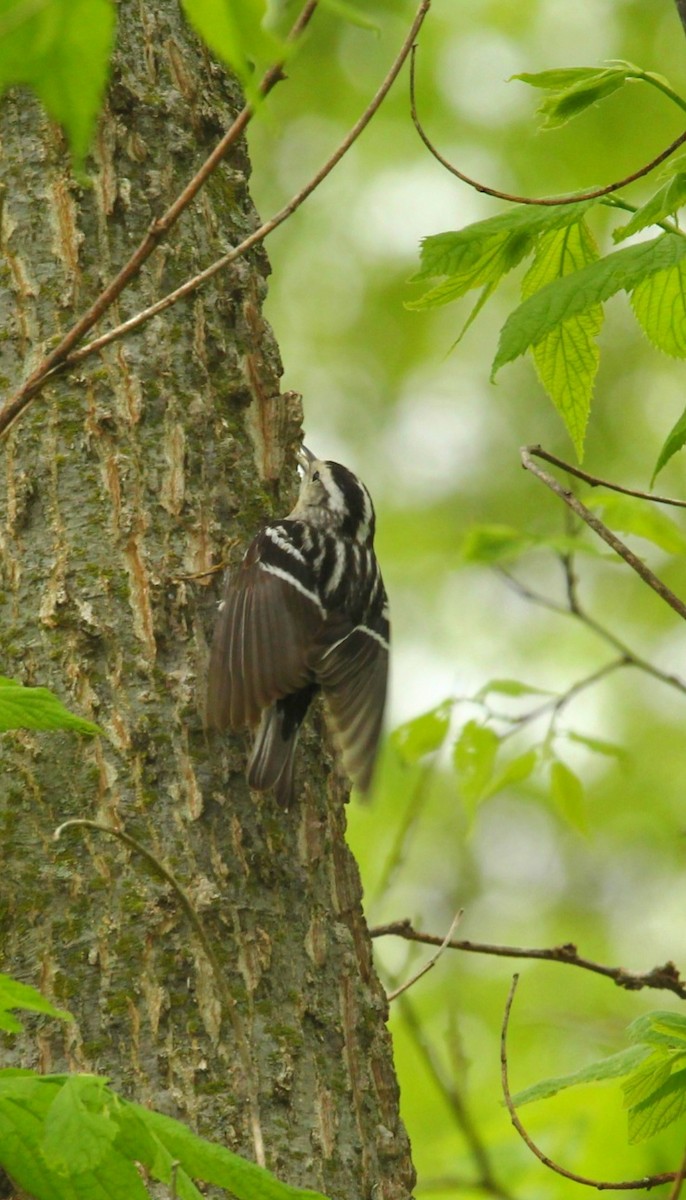 Black-and-white Warbler - ML618751509