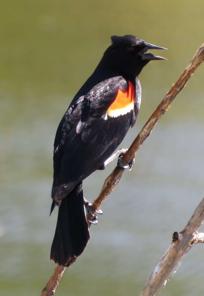 Red-winged Blackbird - ML618751513