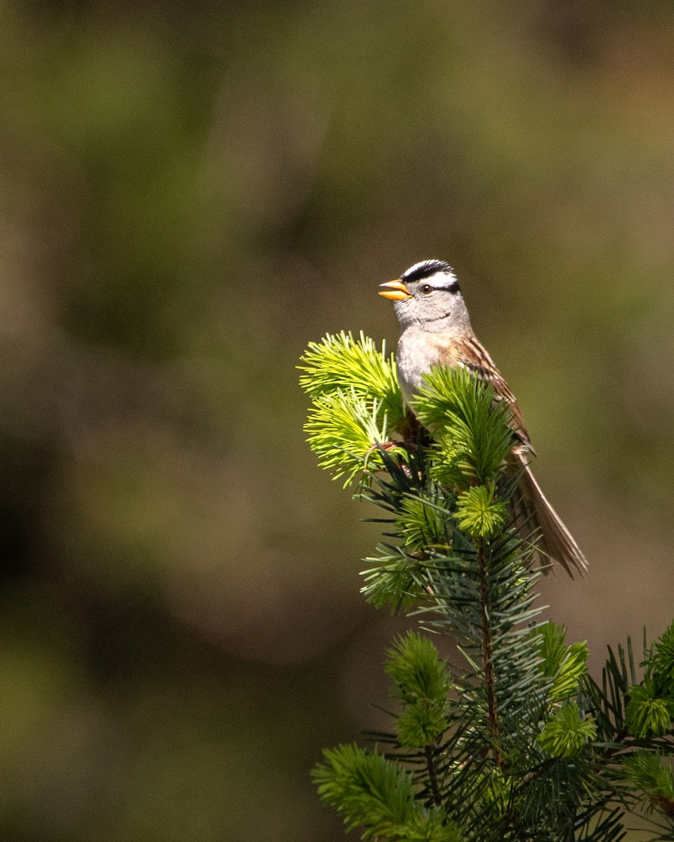 White-crowned Sparrow - ML618751552