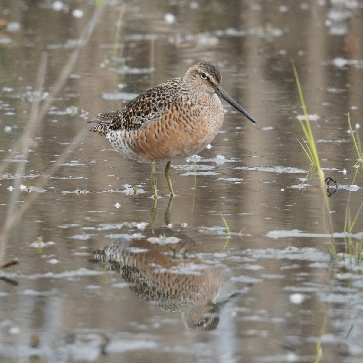 Long-billed Dowitcher - ML618751577