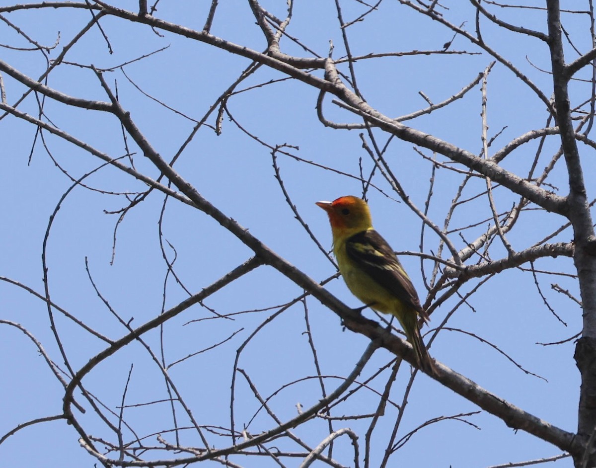 Western Tanager - ML618751590