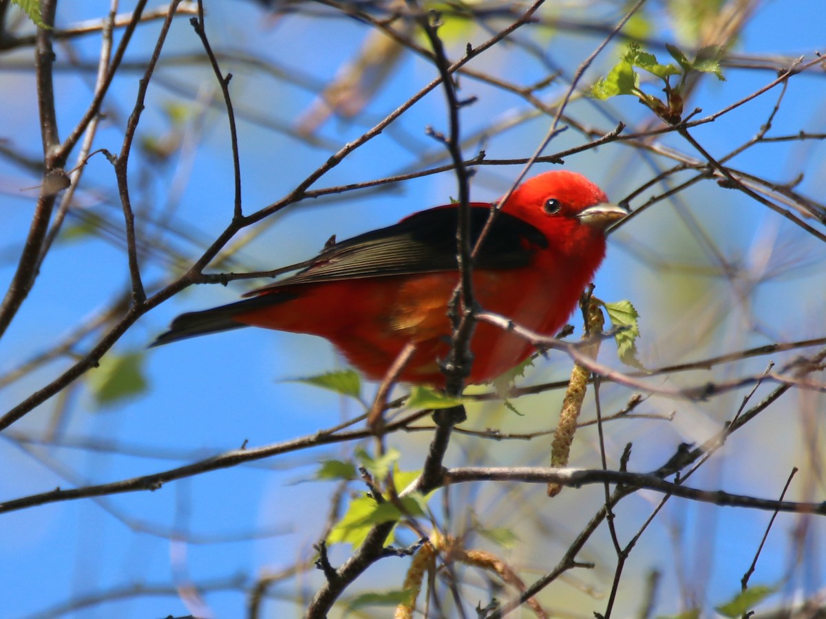Scarlet Tanager - ML618751632