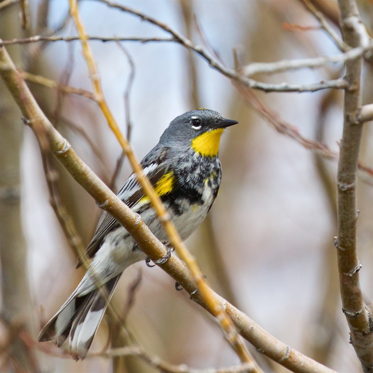 Yellow-rumped Warbler (Audubon's) - ML618751671