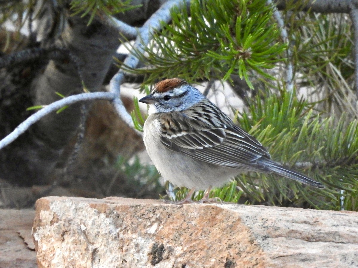 Chipping Sparrow - ML618751677