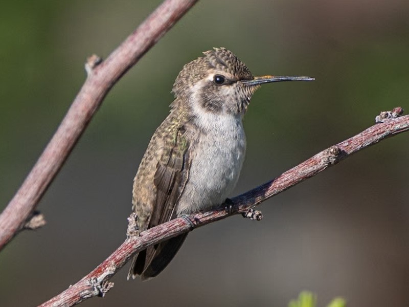 Costa's Hummingbird - ML618751678