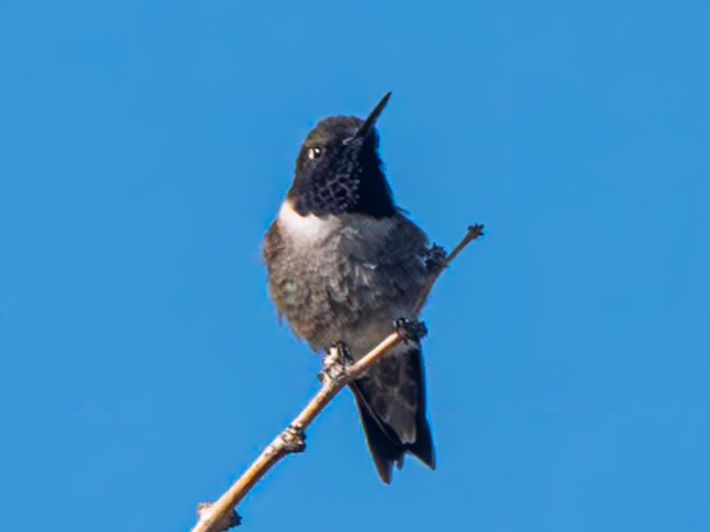 Black-chinned Hummingbird - ML618751685