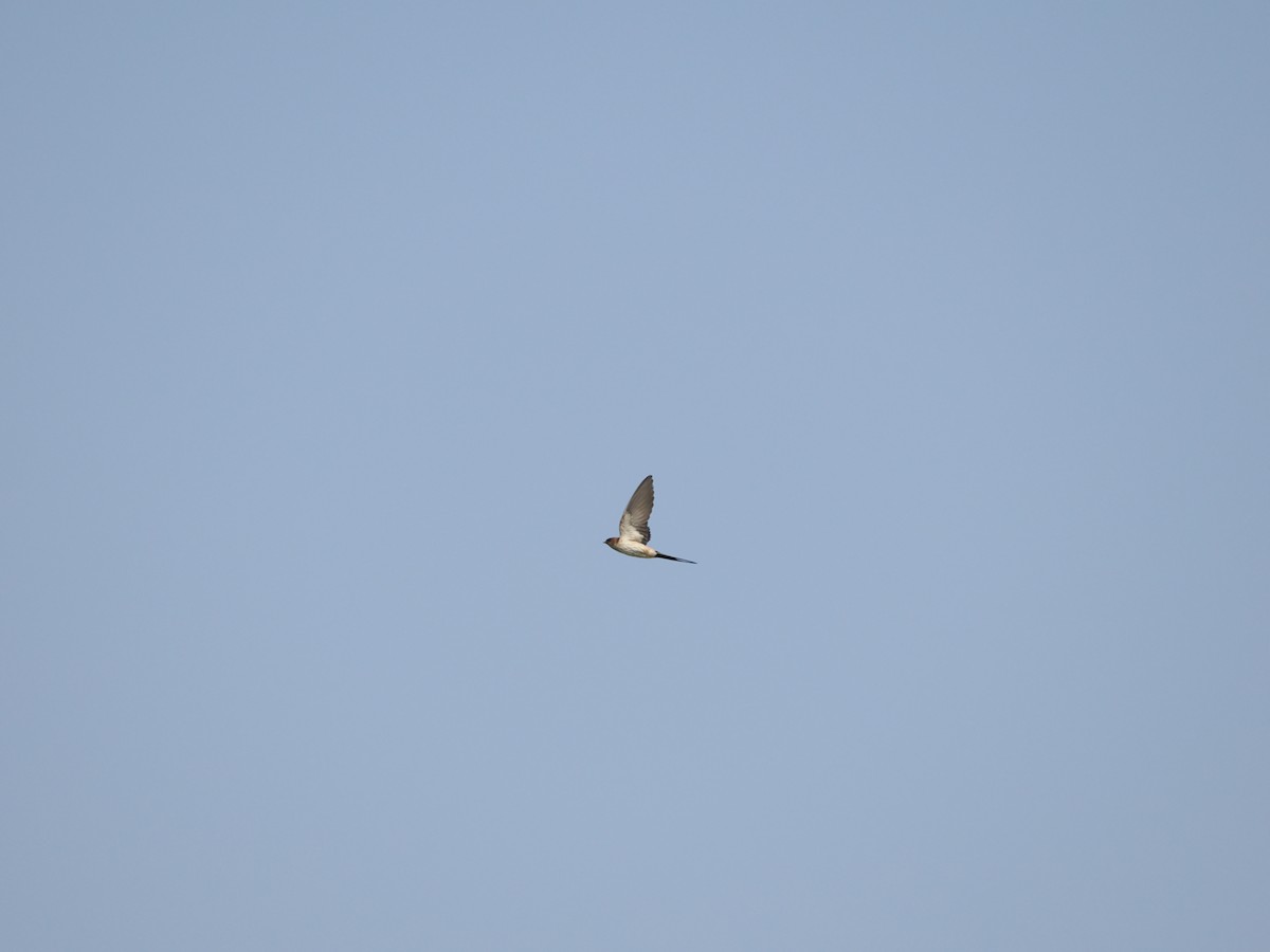 Red-rumped Swallow - ML618751693