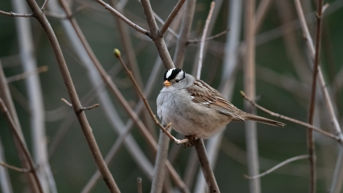White-crowned Sparrow - ML618751702
