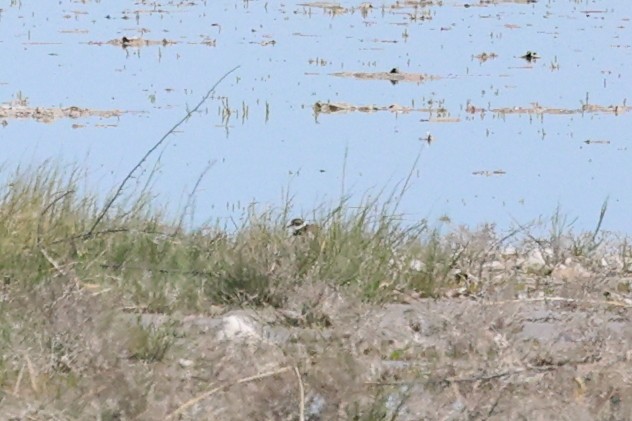 Semipalmated Plover - ML618751710