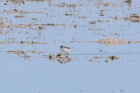Semipalmated Plover - ML618751712