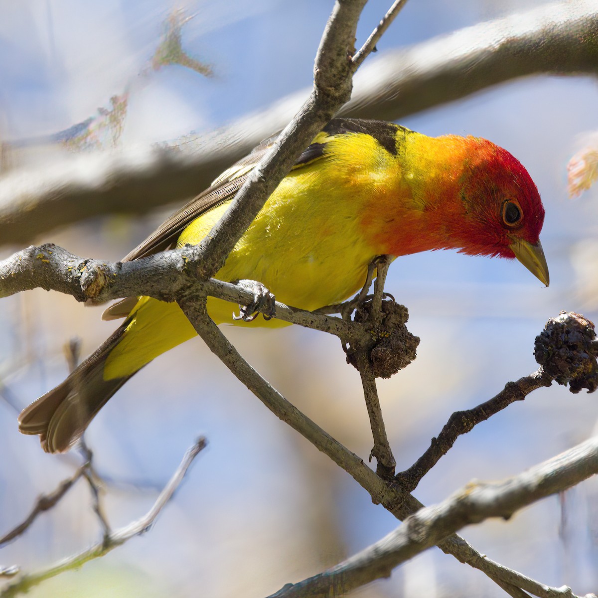 Western Tanager - ML618751729