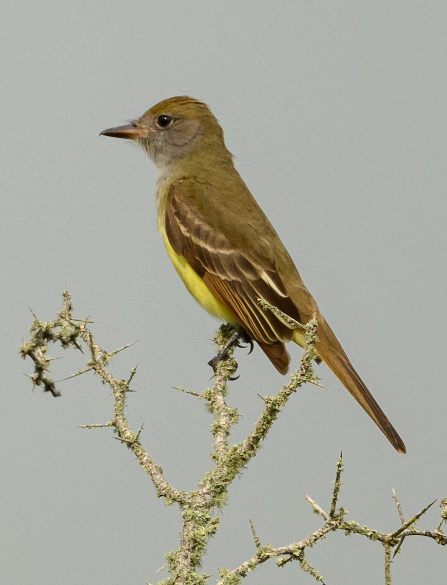 Great Crested Flycatcher - ML618751730