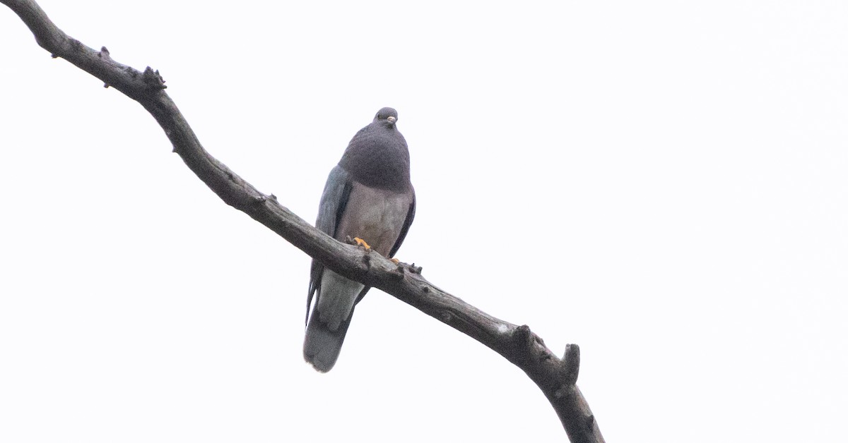 Pigeon à queue barrée - ML618751768