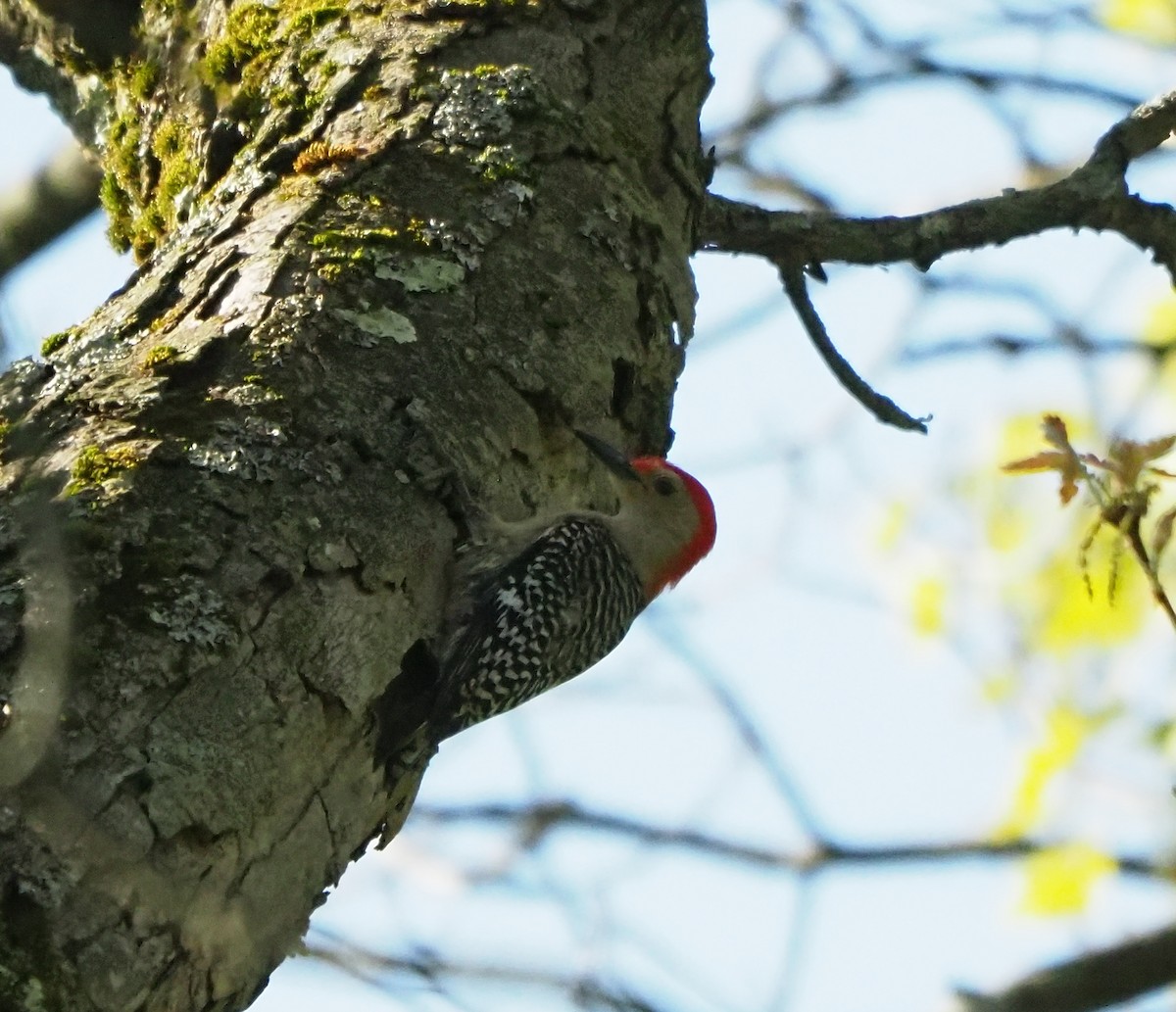 Red-bellied Woodpecker - ML618751782