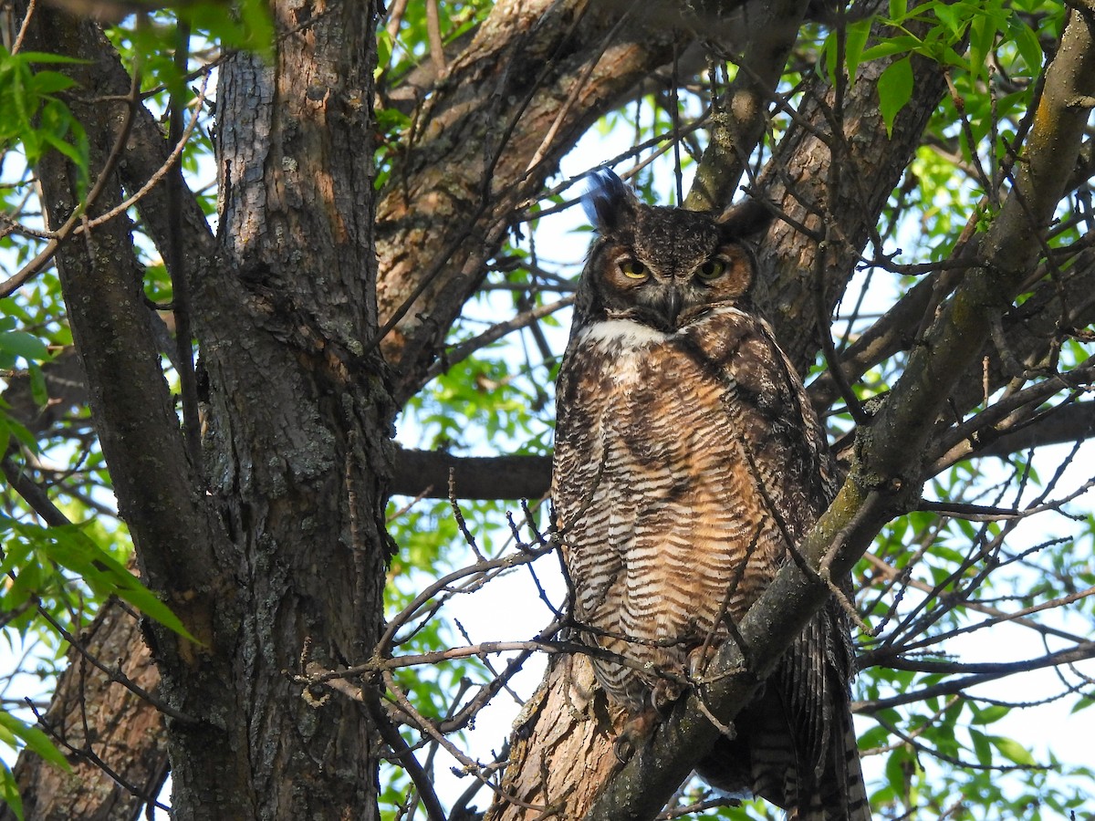 Great Horned Owl - ML618751798
