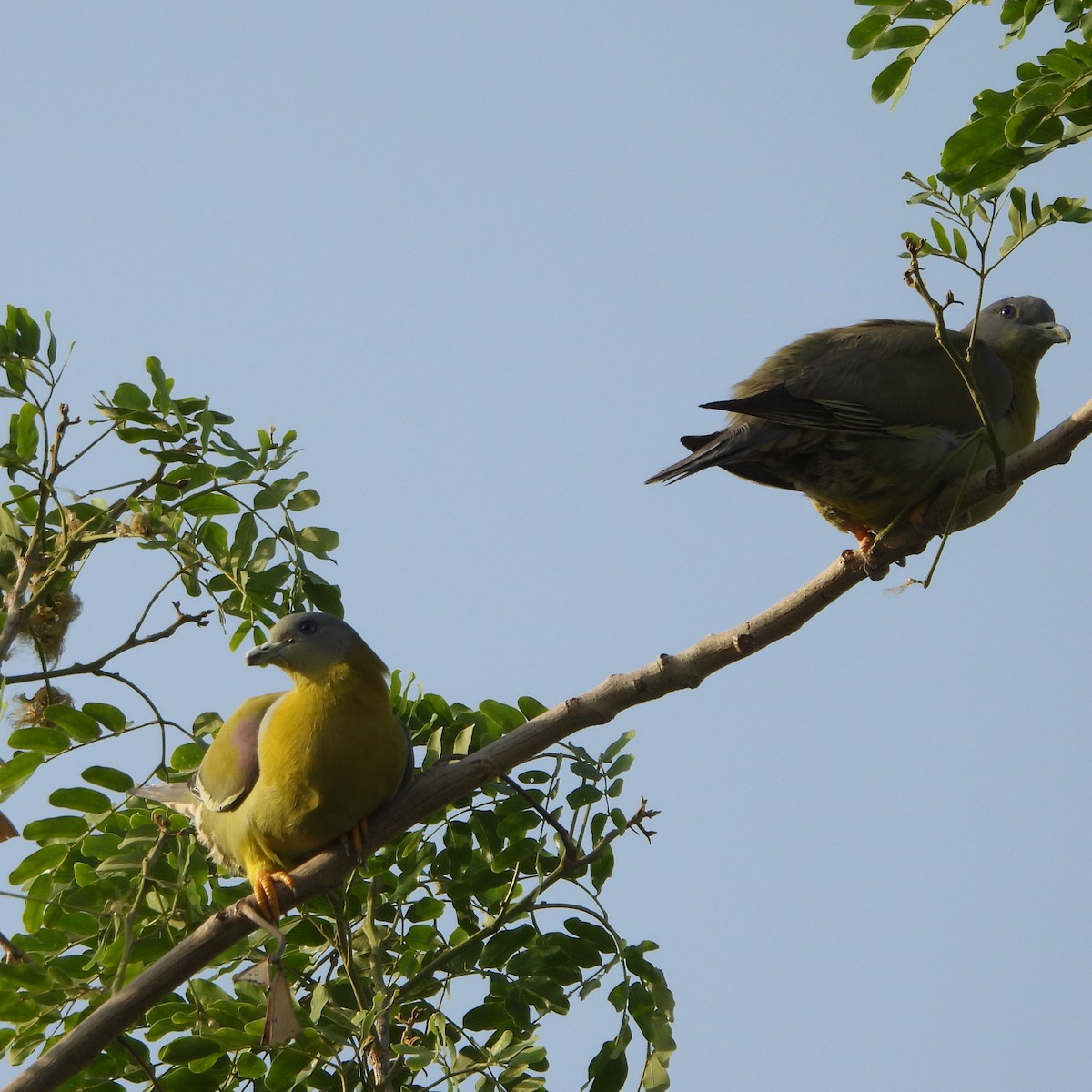 Yellow-footed Green-Pigeon - ML618751800