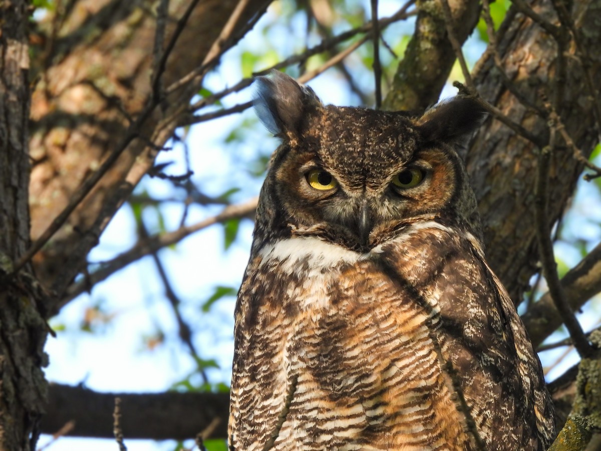 Great Horned Owl - ML618751803