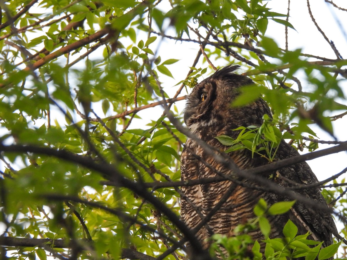 Great Horned Owl - ML618751804