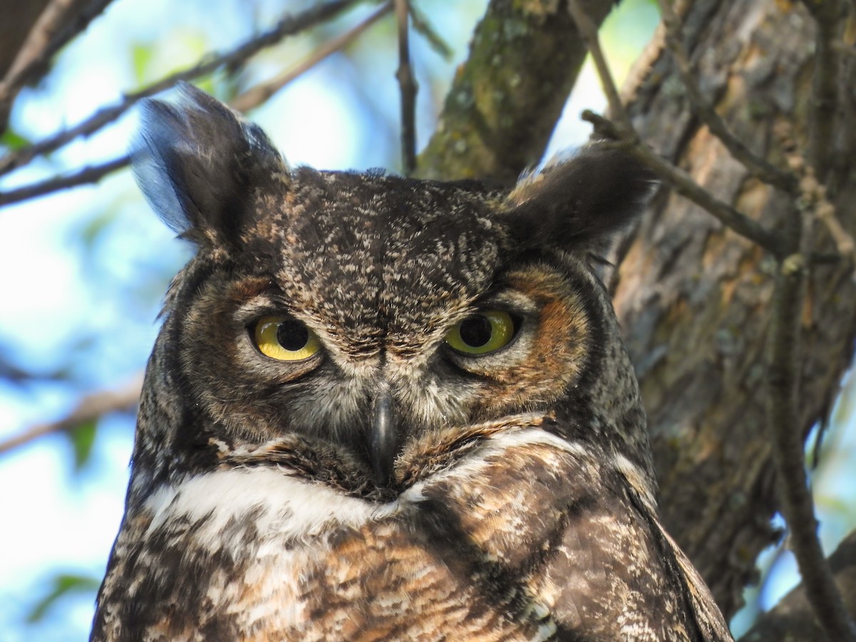 Great Horned Owl - ML618751805