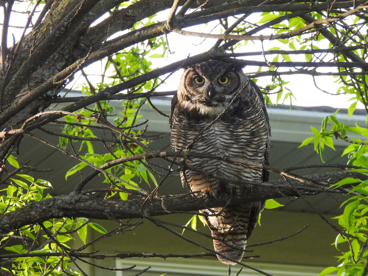 Great Horned Owl - ML618751806