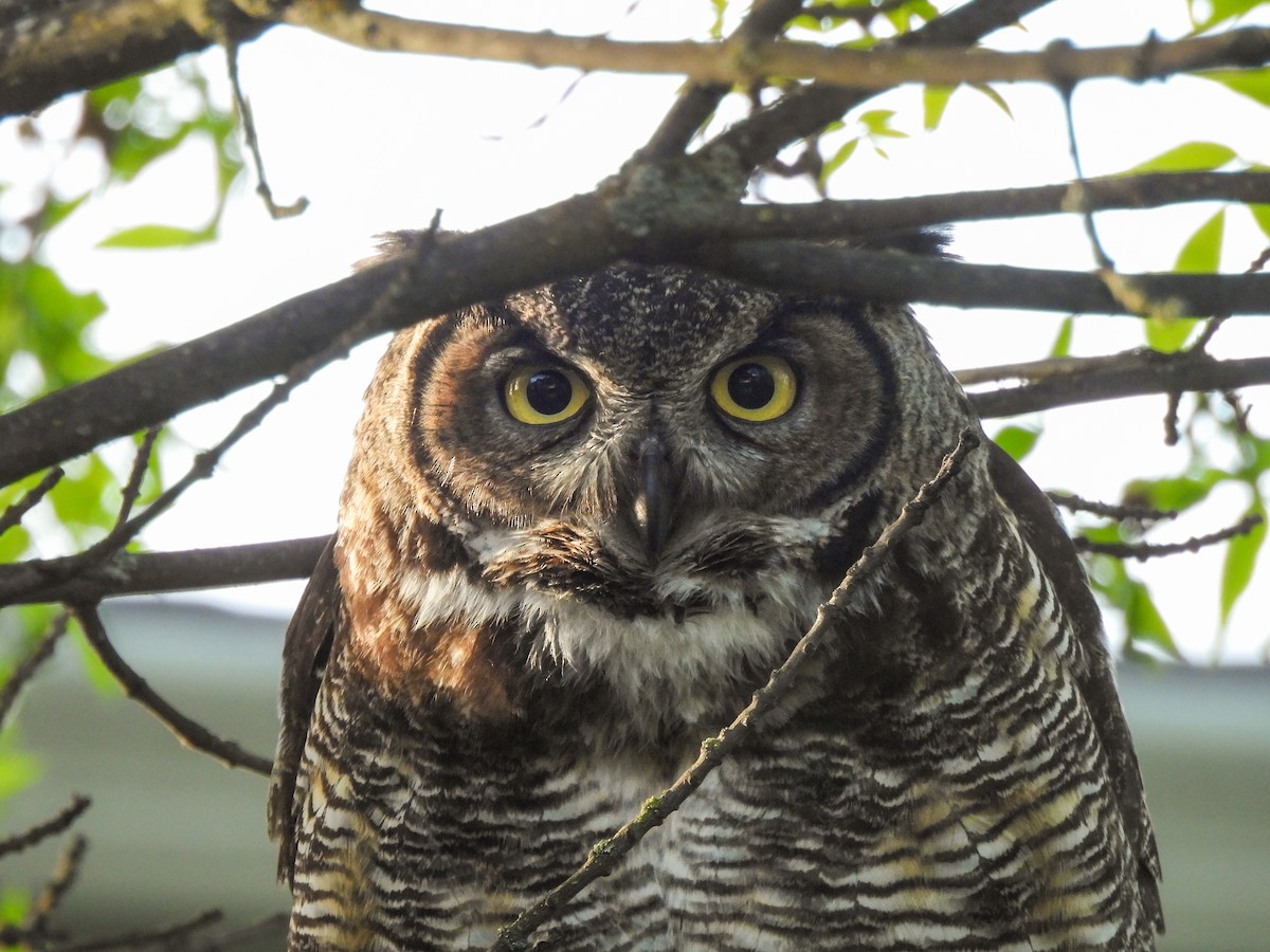 Great Horned Owl - ML618751807