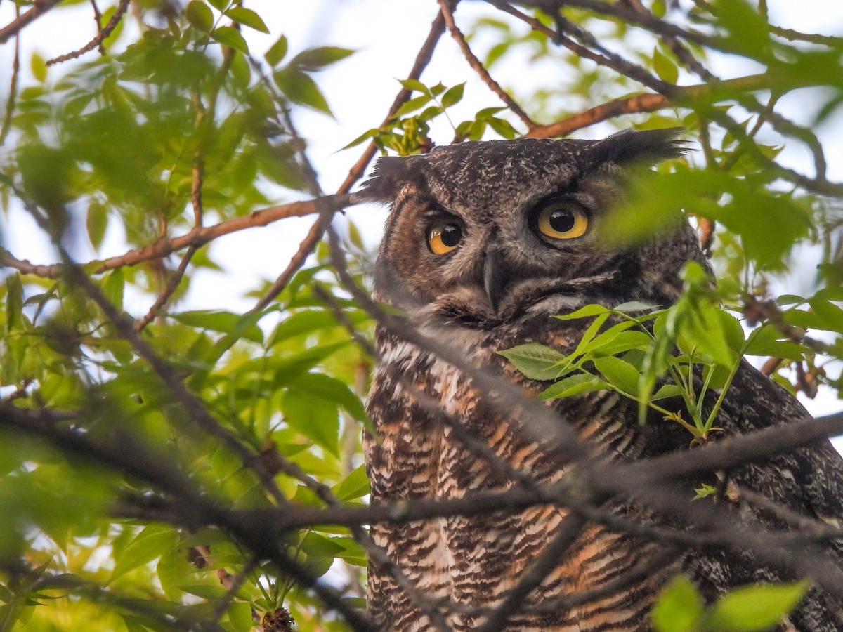 Great Horned Owl - ML618751808