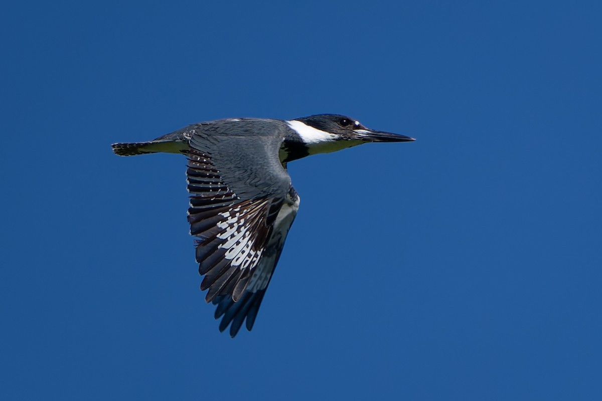 Belted Kingfisher - ML618751814