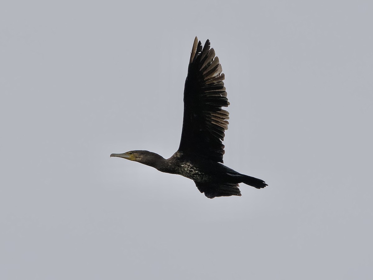 Great Cormorant - ML618751817