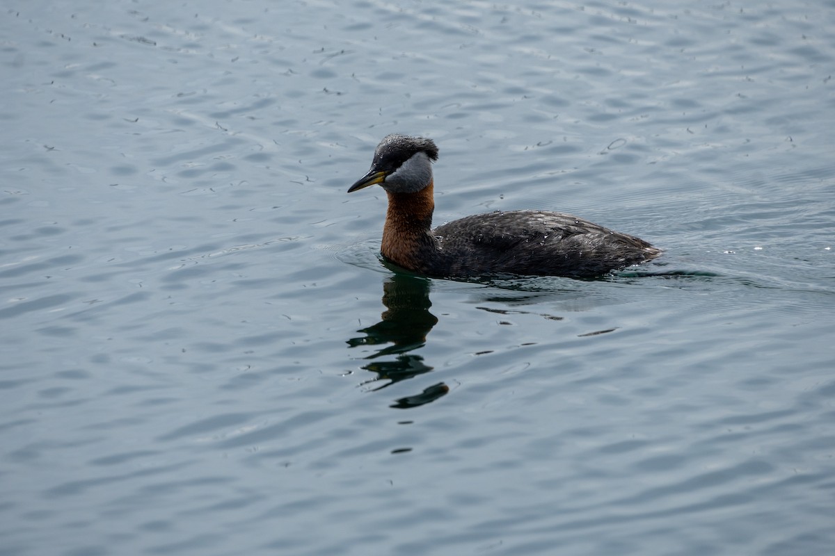 Red-necked Grebe - ML618751839