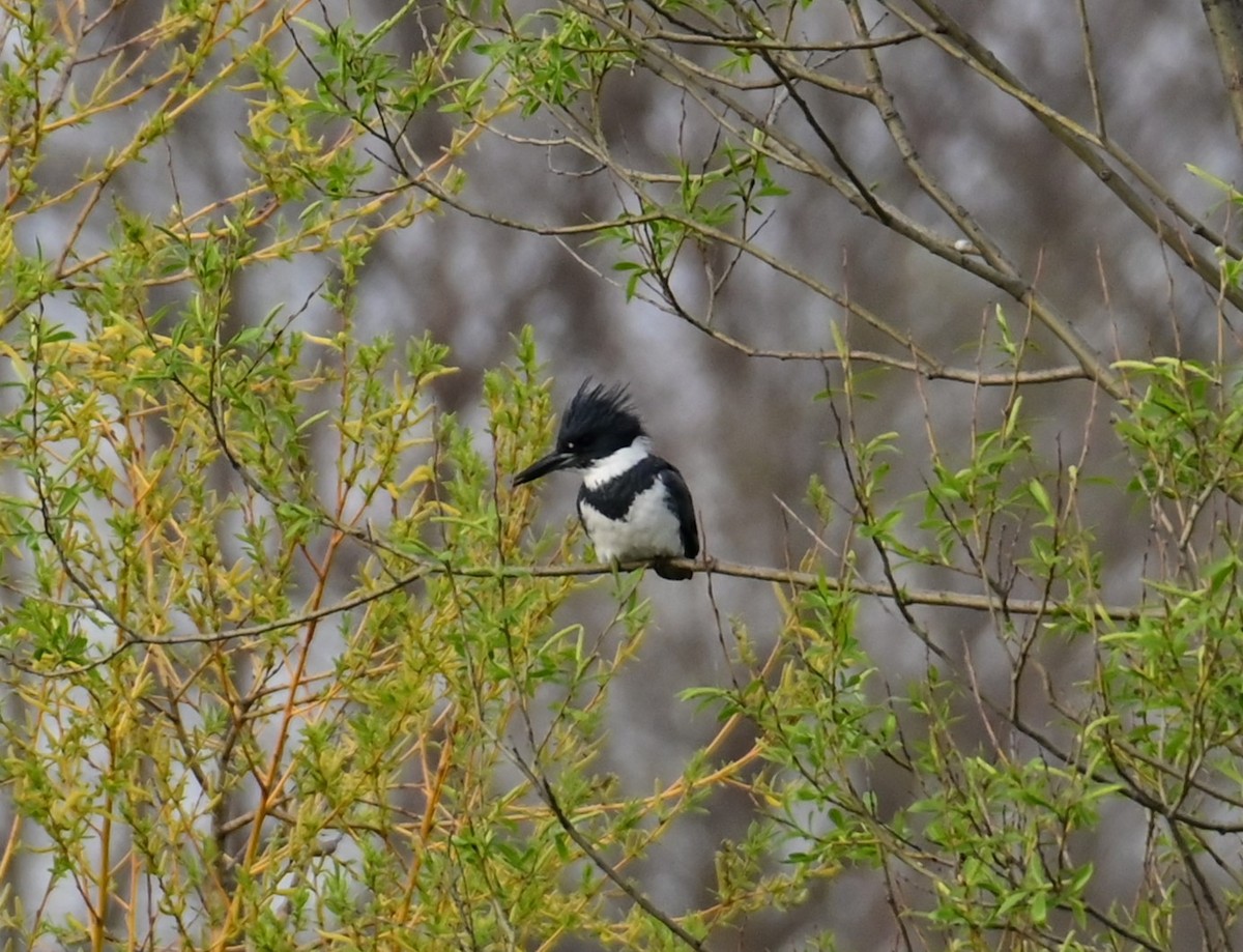 Belted Kingfisher - ML618751840