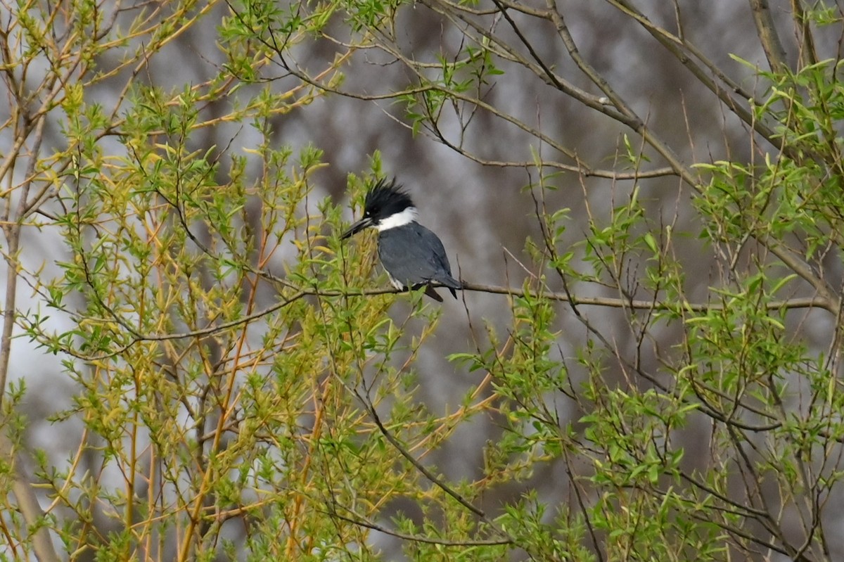 Belted Kingfisher - ML618751846