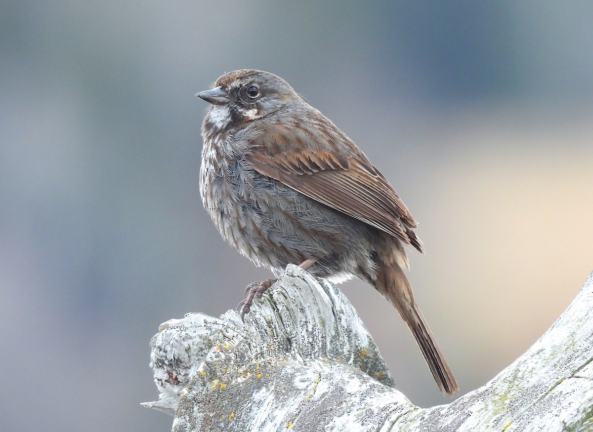 Song Sparrow (rufina Group) - ML618751849