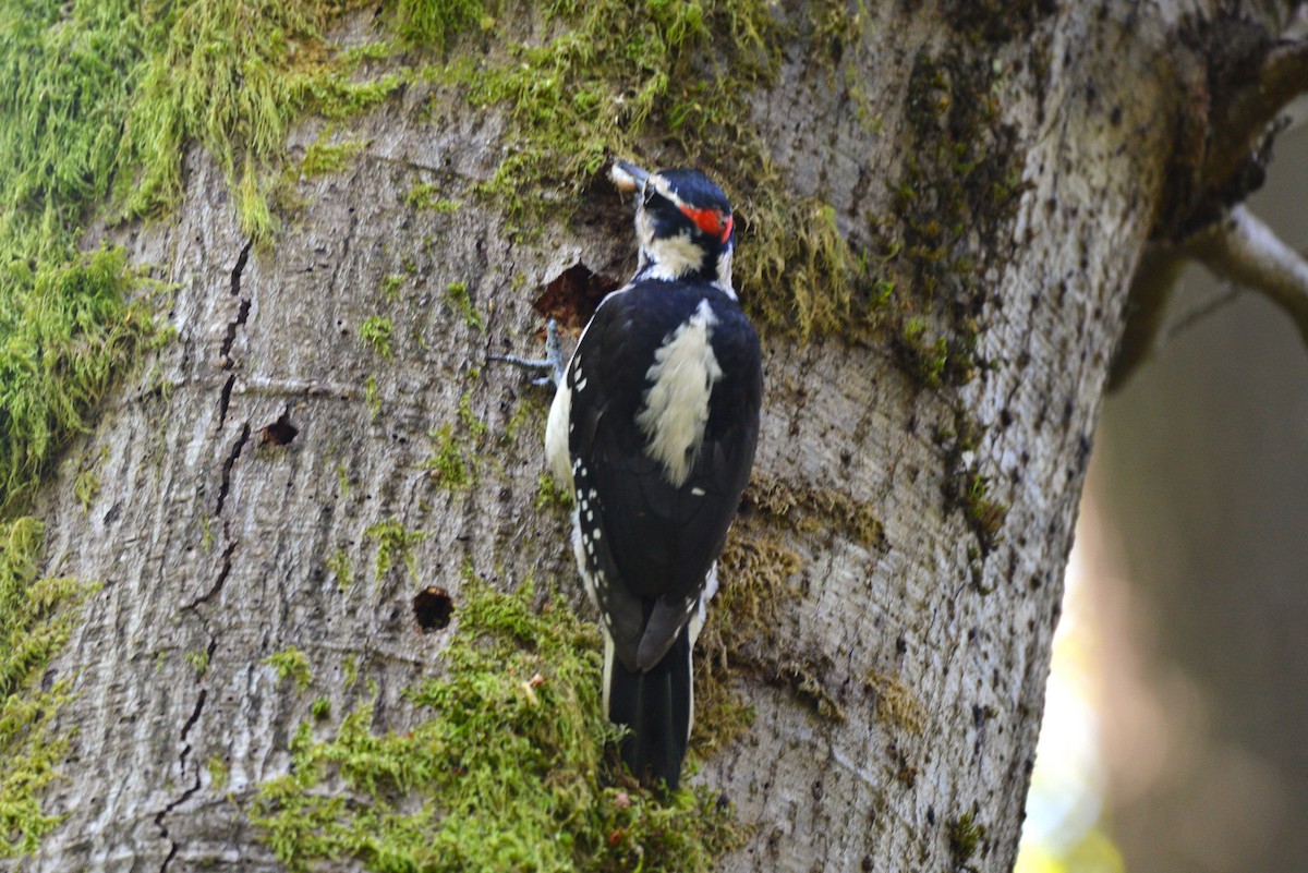 Hairy Woodpecker - ML618751868