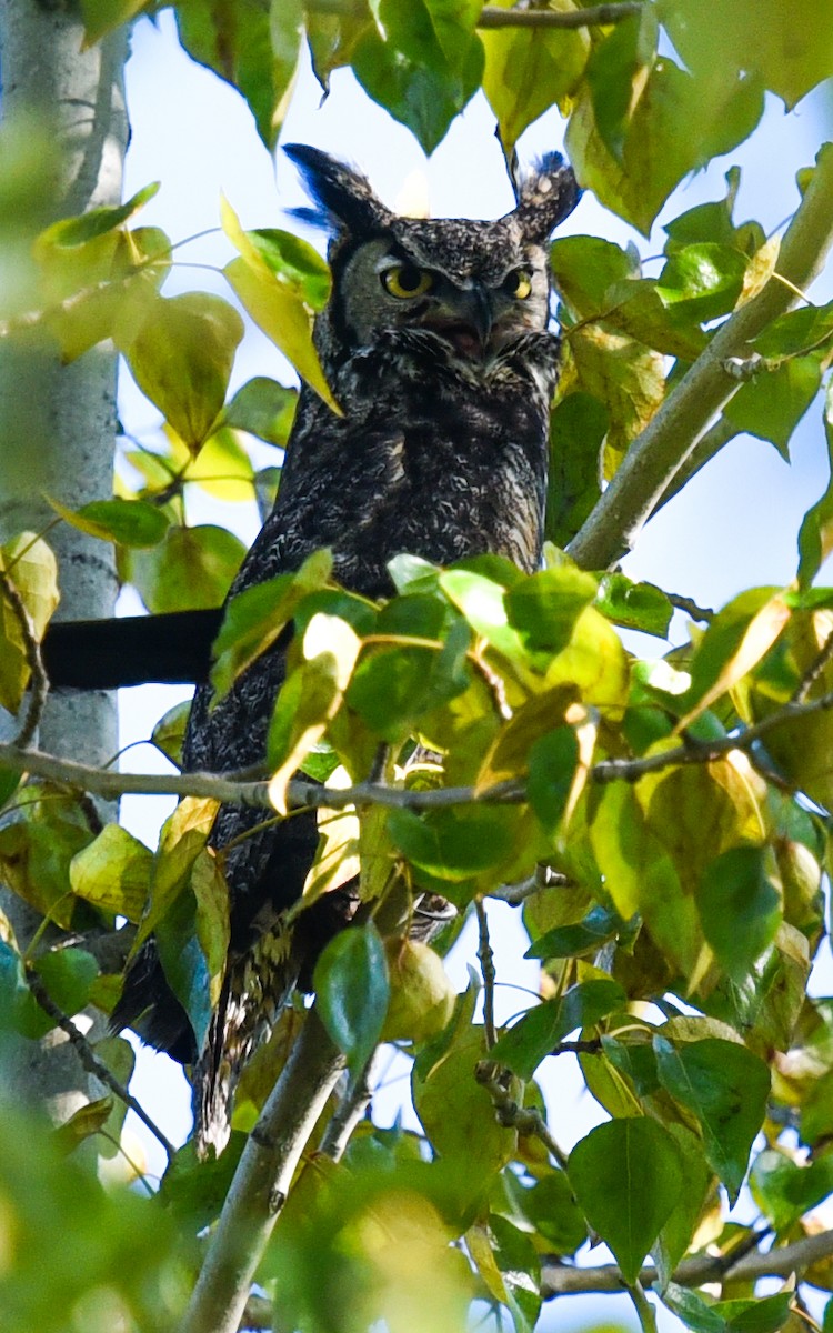 Great Horned Owl - ML618751900