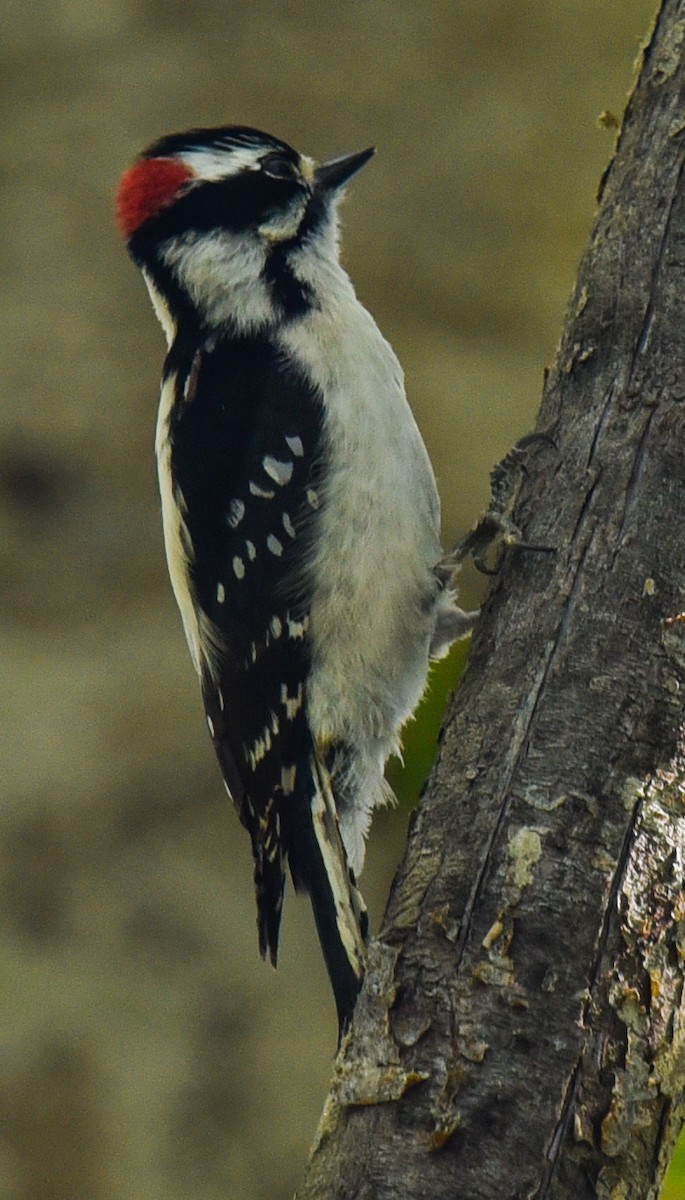 Downy Woodpecker - ML618751904