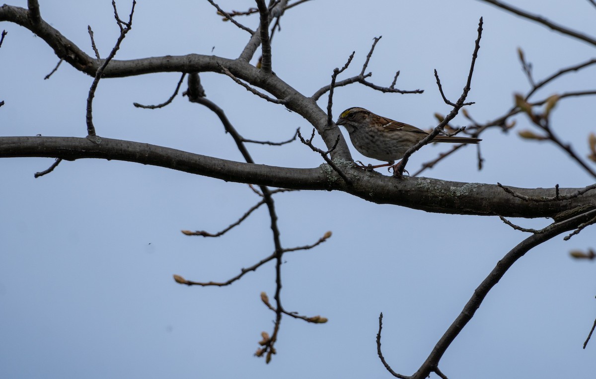 White-throated Sparrow - ML618751906