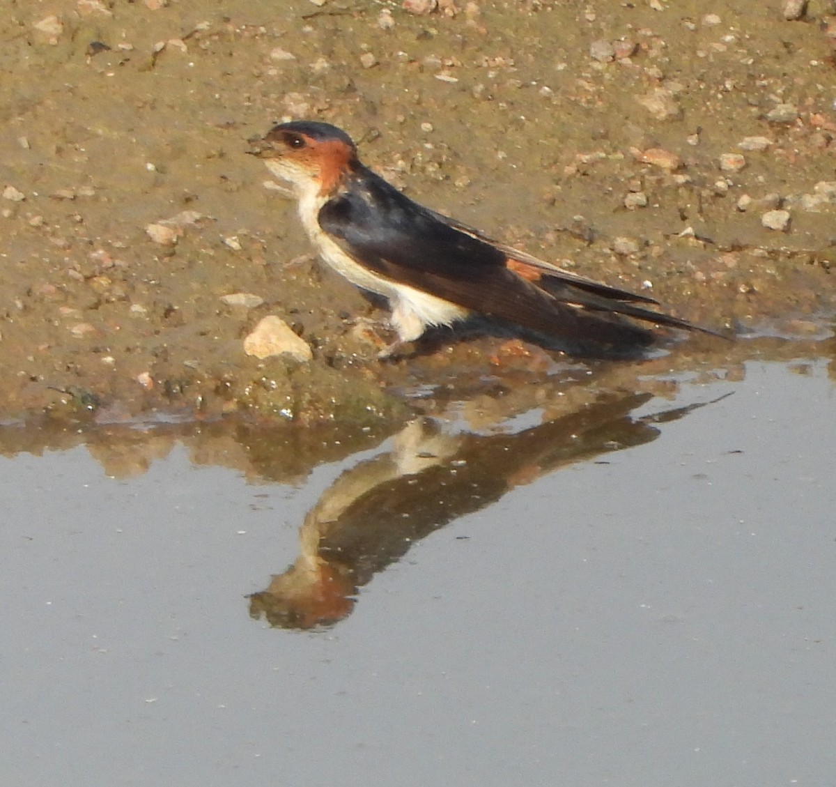 Red-rumped Swallow - ML618751923