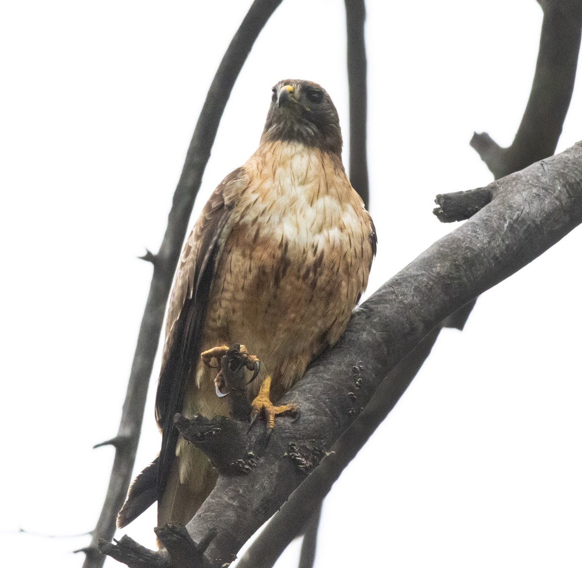 Red-tailed Hawk - ML618751995