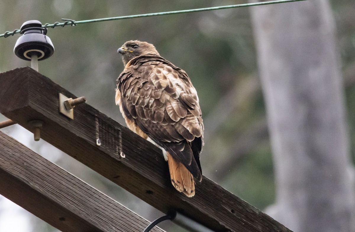 Red-tailed Hawk - ML618751999