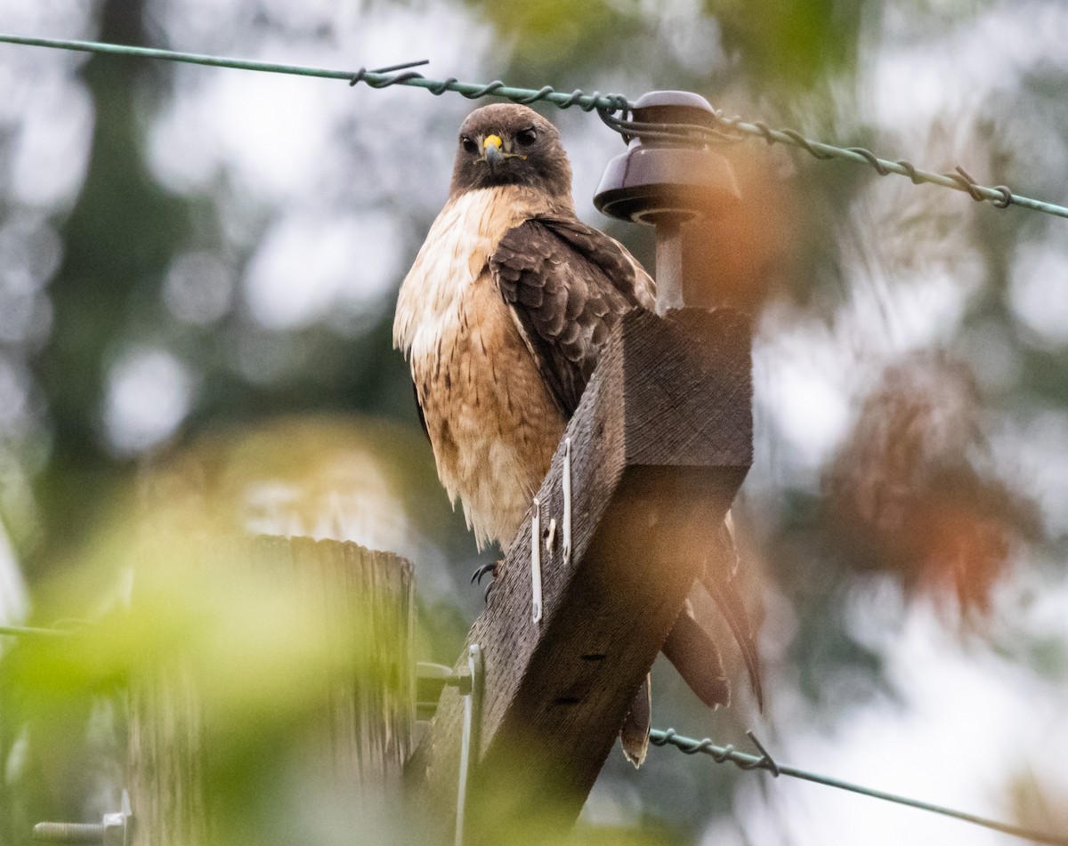 Red-tailed Hawk - ML618752001